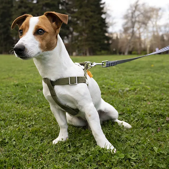 Evcil Hayvanlar İçin Tasma Kullanmanın 5 Faydası