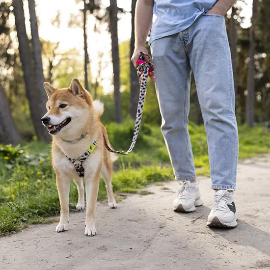 Evcil Hayvan Tasmaları: Doğru Seçim Nasıl Yapılır?
